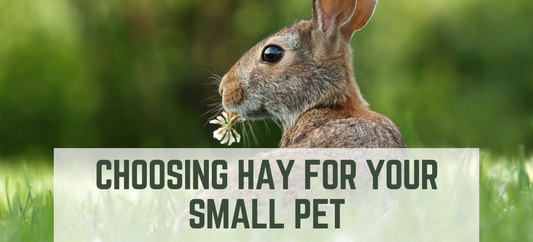 How to Choose the Healthiest Grass Hay for Your Small Pet